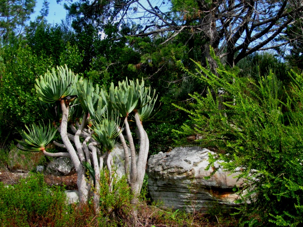 Kirstenbosch 27