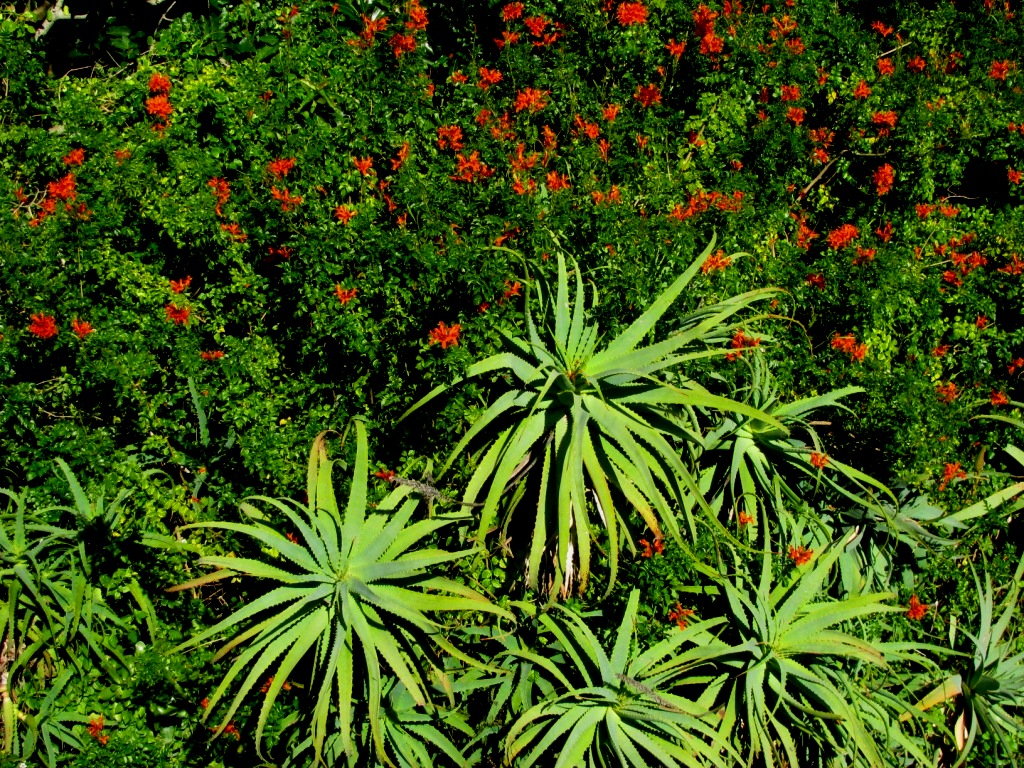 Kirstenbosch 46.JPG