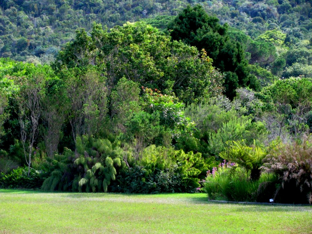 Kirstenbosch 40