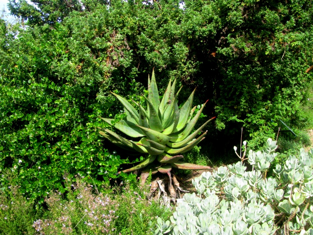 Kirstenbosch 26