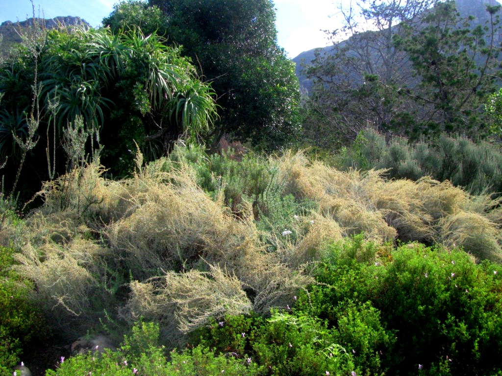 Kirstenbosch 30