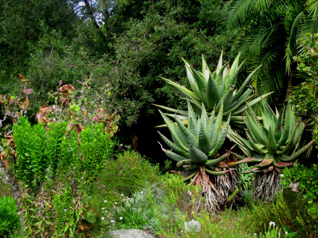 Kirstenbosch 23