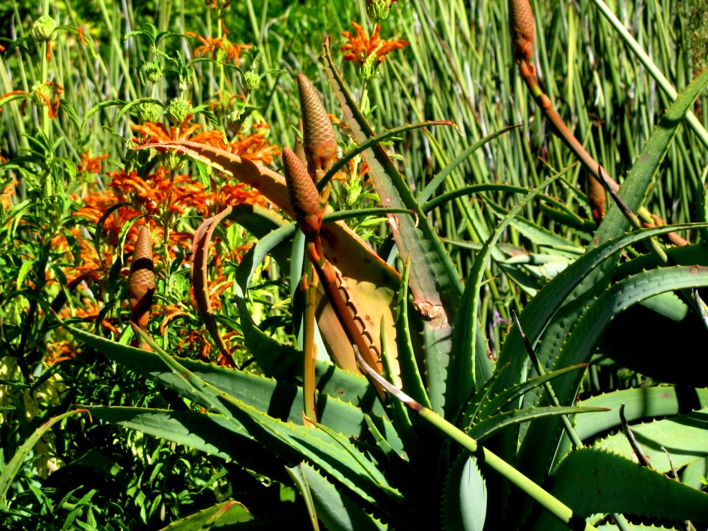 Kirstenbosch 45.JPG