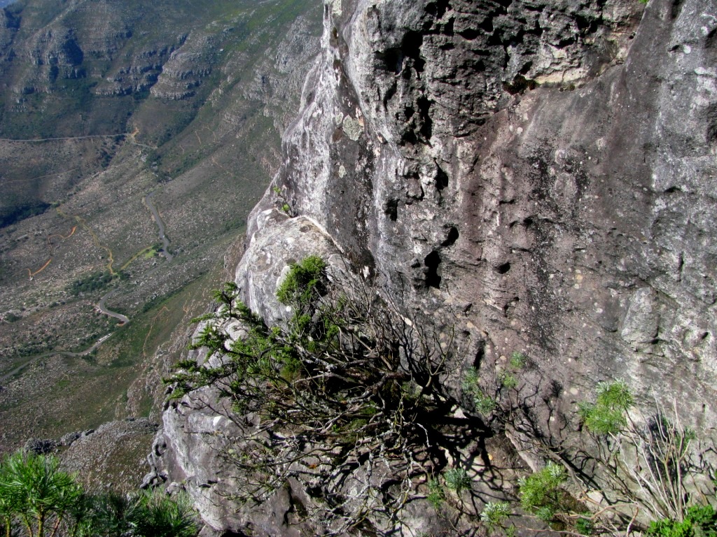 Table Mountain National Park 37