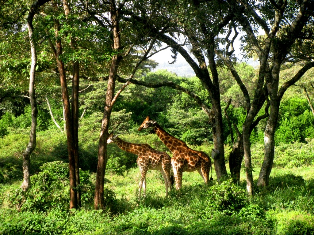 Giraffe Centre, Kenya, January 2014