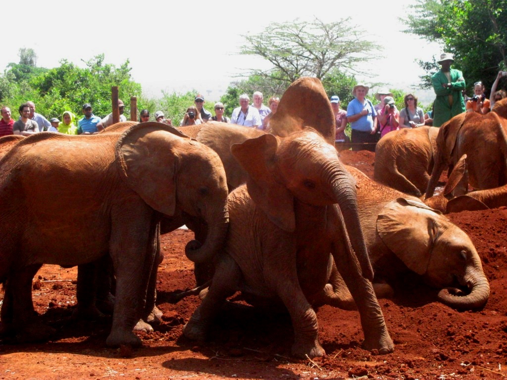 Sheldrick Elephant Orphanage 30