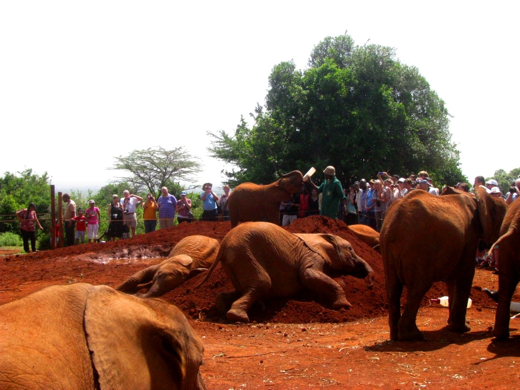 Sheldrick Elephant Orphanage 19