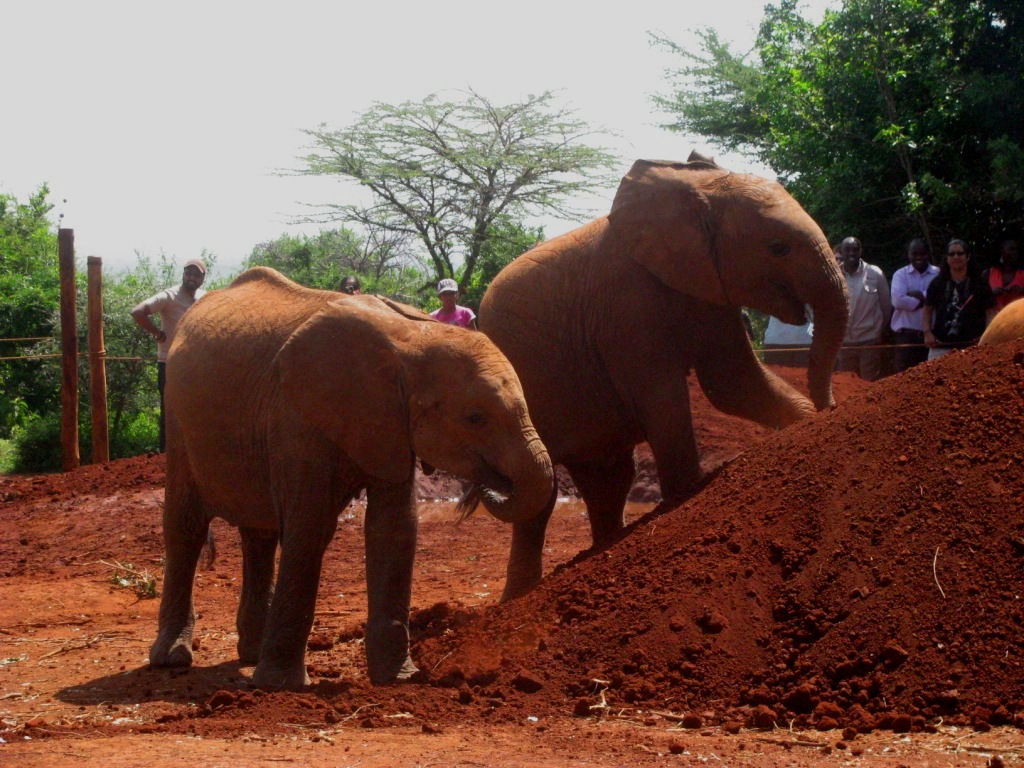 Sheldrick Elephant Orphanage 16