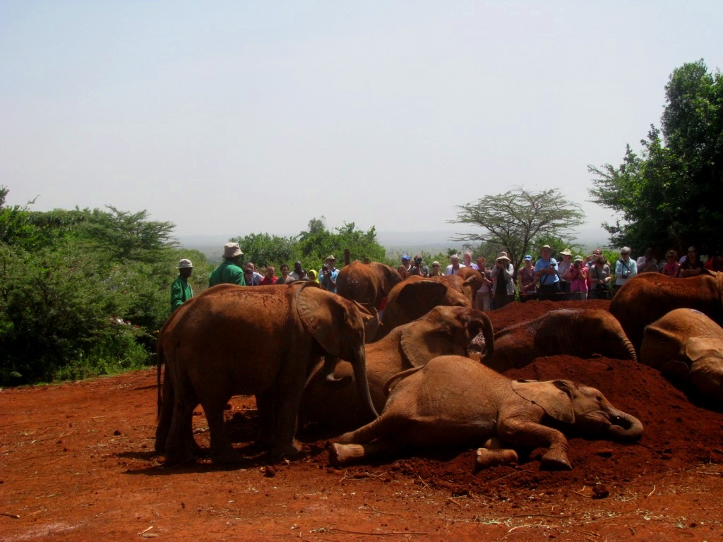 Sheldrick Elephant Orphanage 32