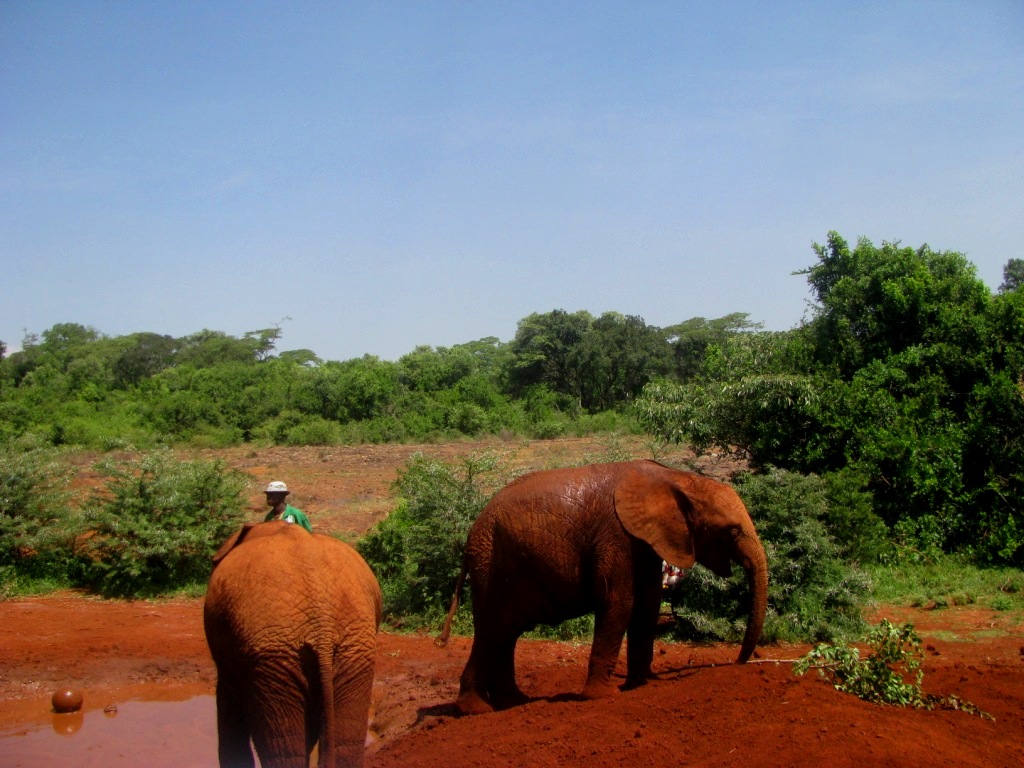 Sheldrick Elephant Orphanage 36