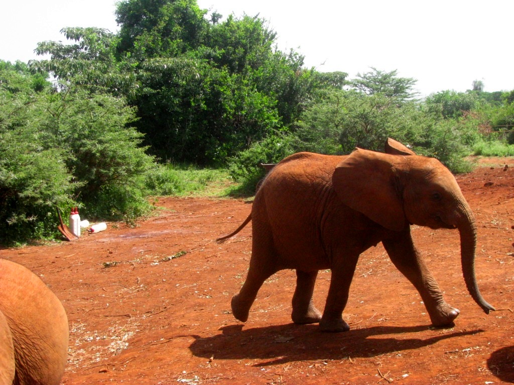 Sheldrick Elephant Orphanage 18