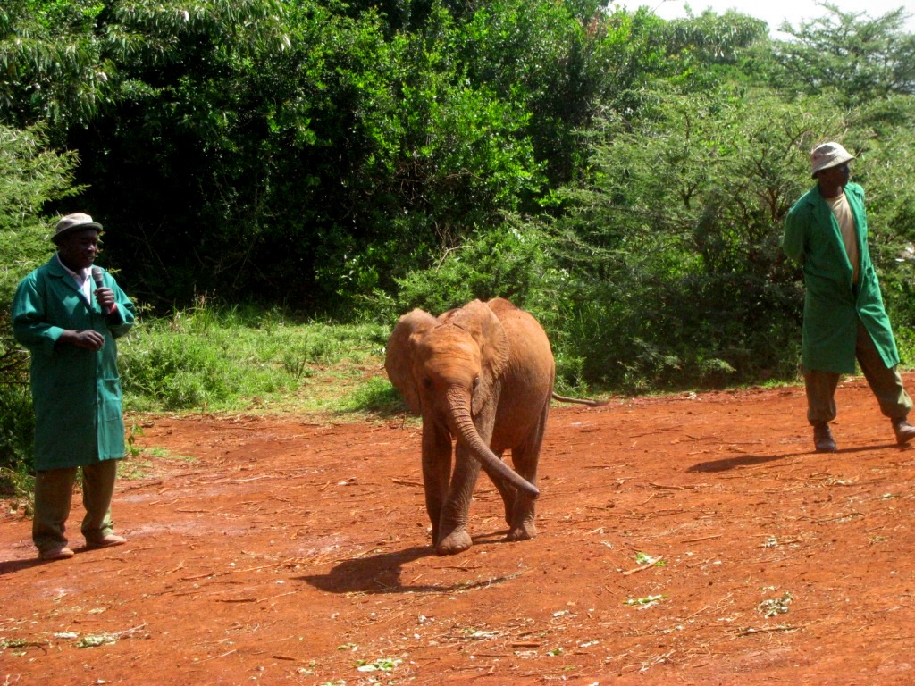 Sheldrick Elephant Orphanage 28
