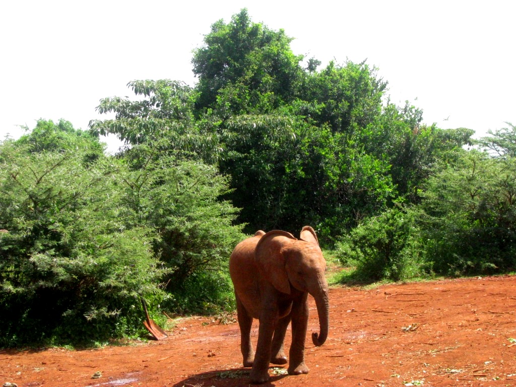 Sheldrick Elephant Orphanage 27