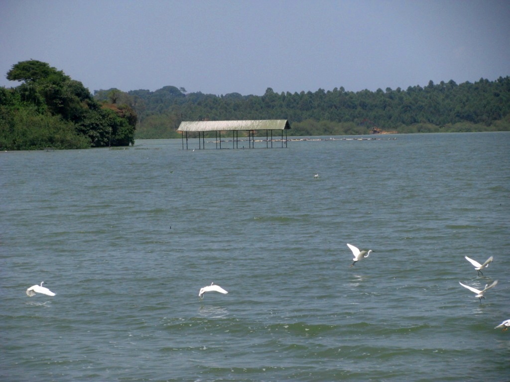 Lake Victoria 30