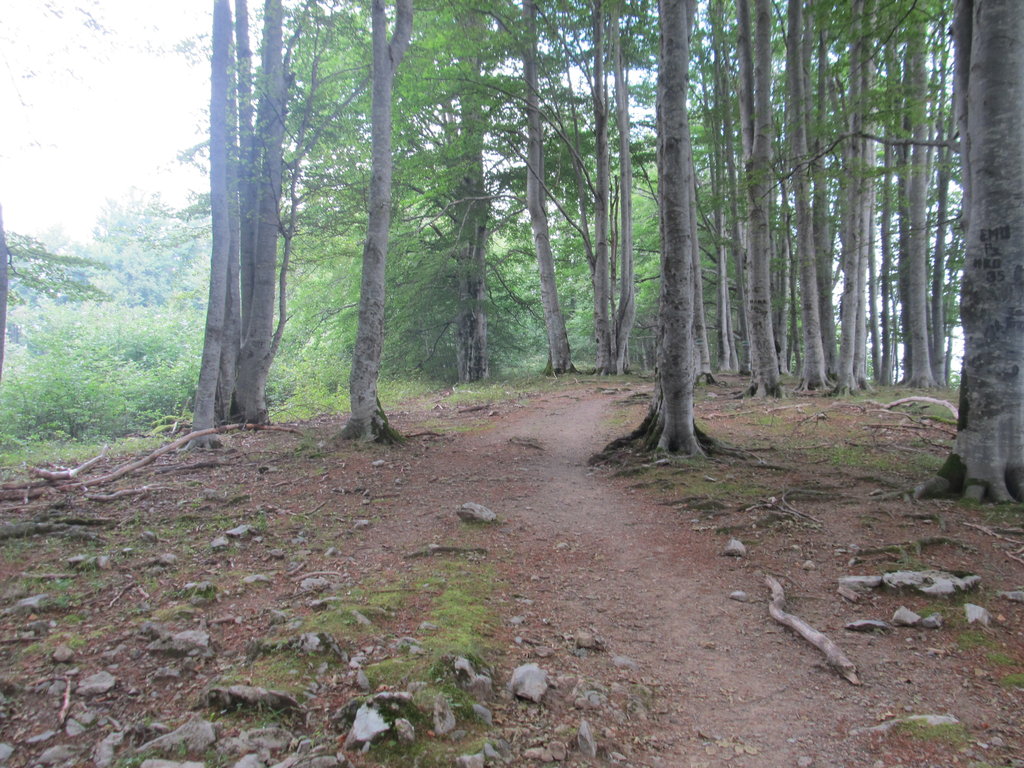 Една кратка част от маршрута - през гората