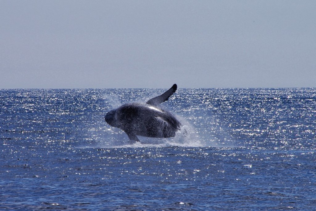 Kenai whales