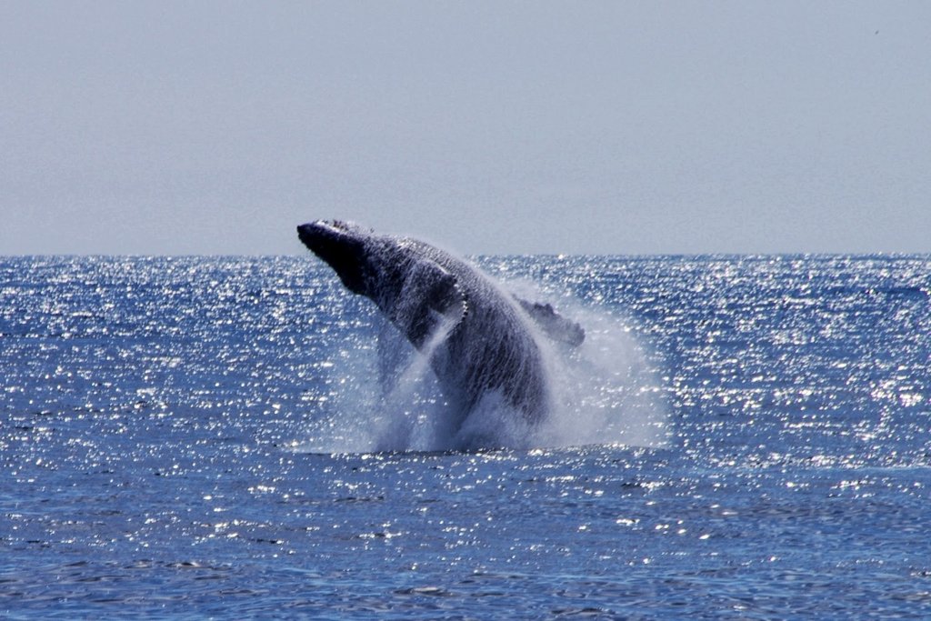 Kenai whales