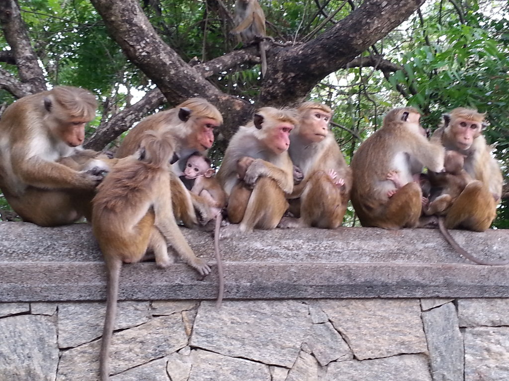 monkeys Dambulla cave temple