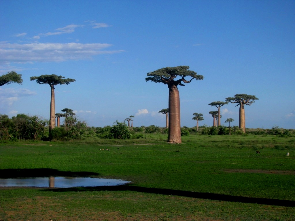Avenue Of The Baobabs 25