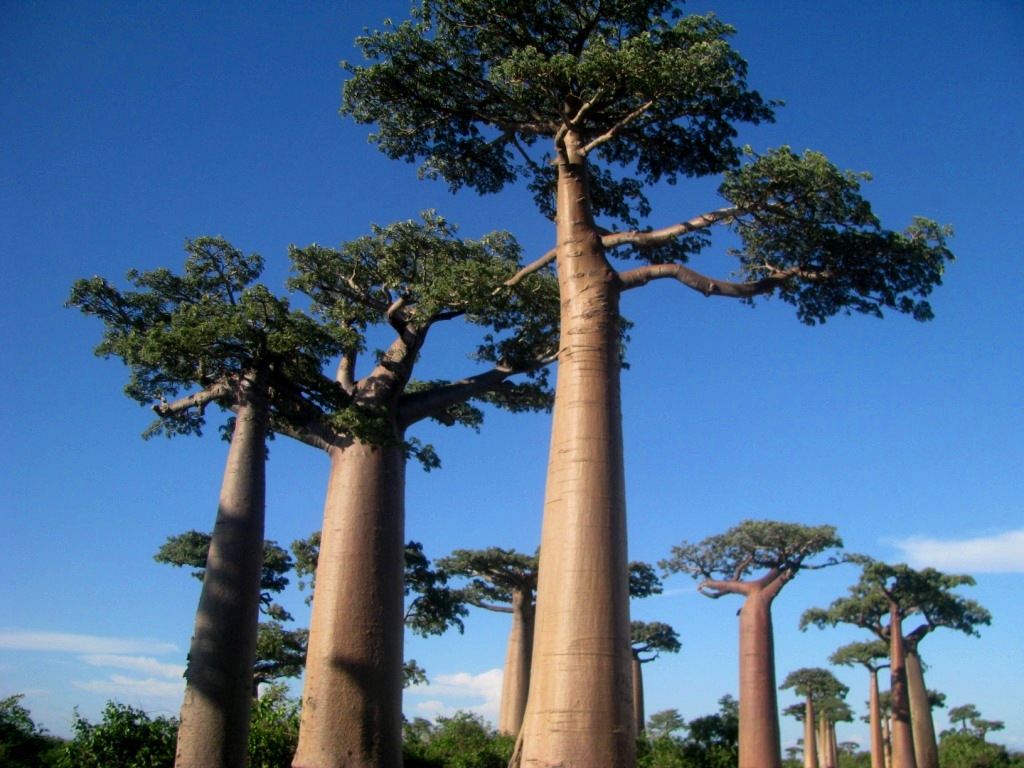 Avenue Of The Baobabs 24