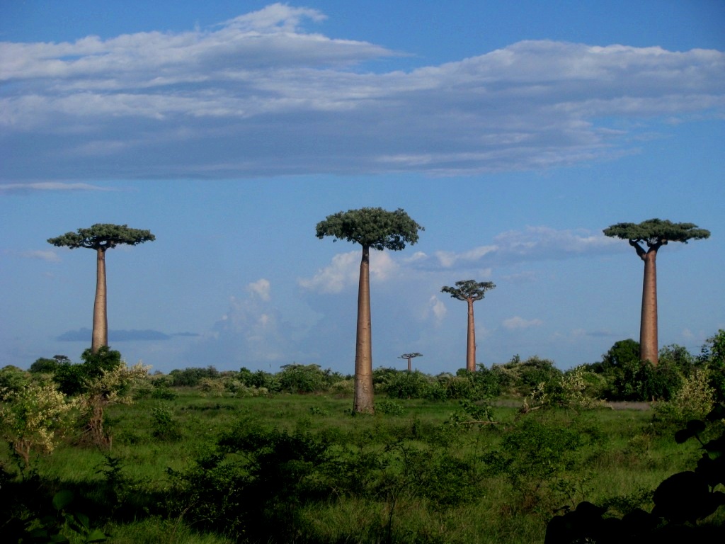 Avenue Of The Baobabs 30