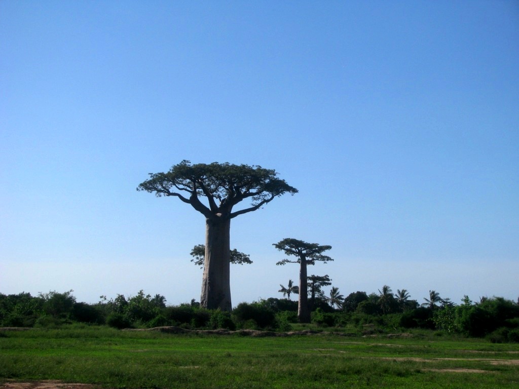 Avenue Of The Baobabs 05