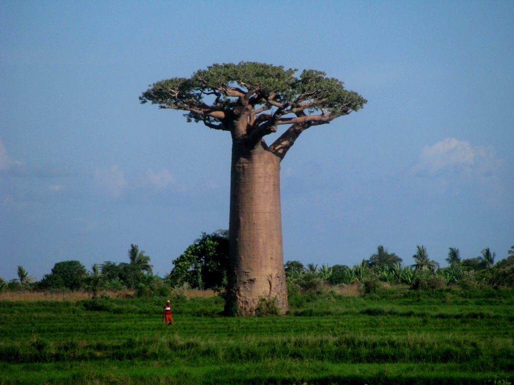 Avenue Of The Baobabs 09