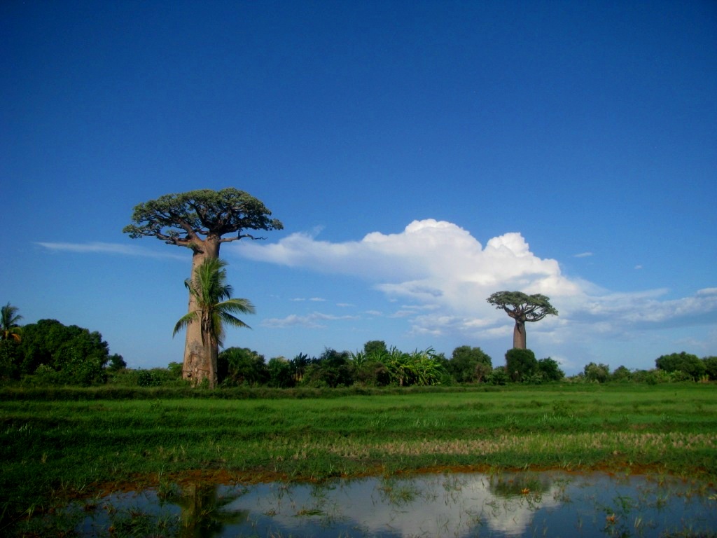 Avenue Of The Baobabs 14