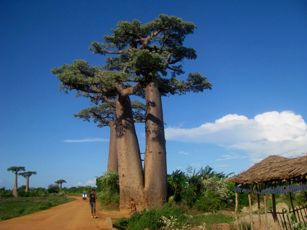 Avenue Of The Baobabs 17