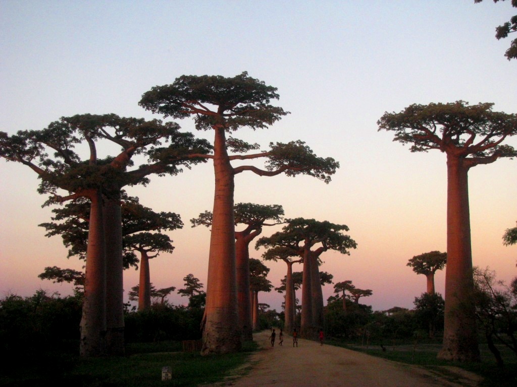 Avenue Of The Baobabs 48