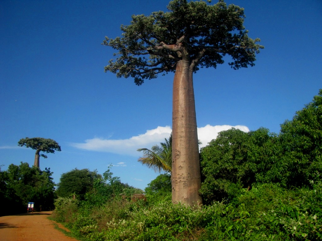 Avenue Of The Baobabs 20