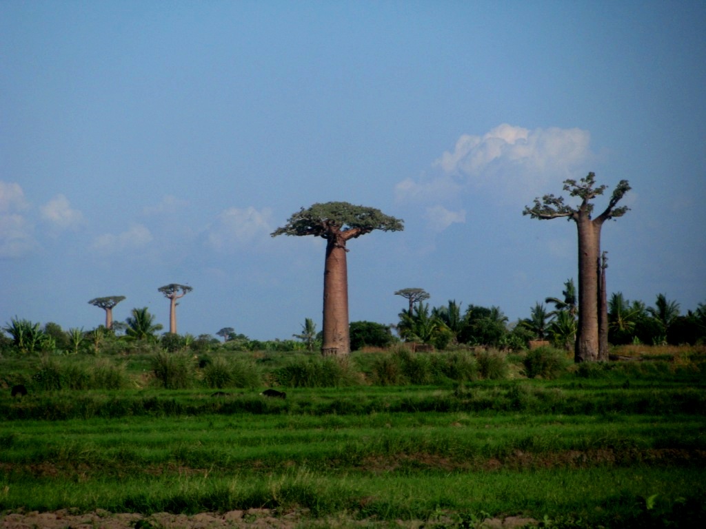 Avenue Of The Baobabs 07