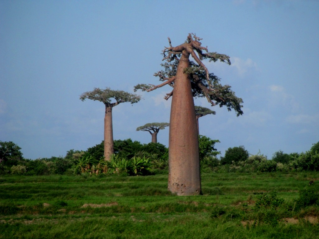 Avenue Of The Baobabs 12
