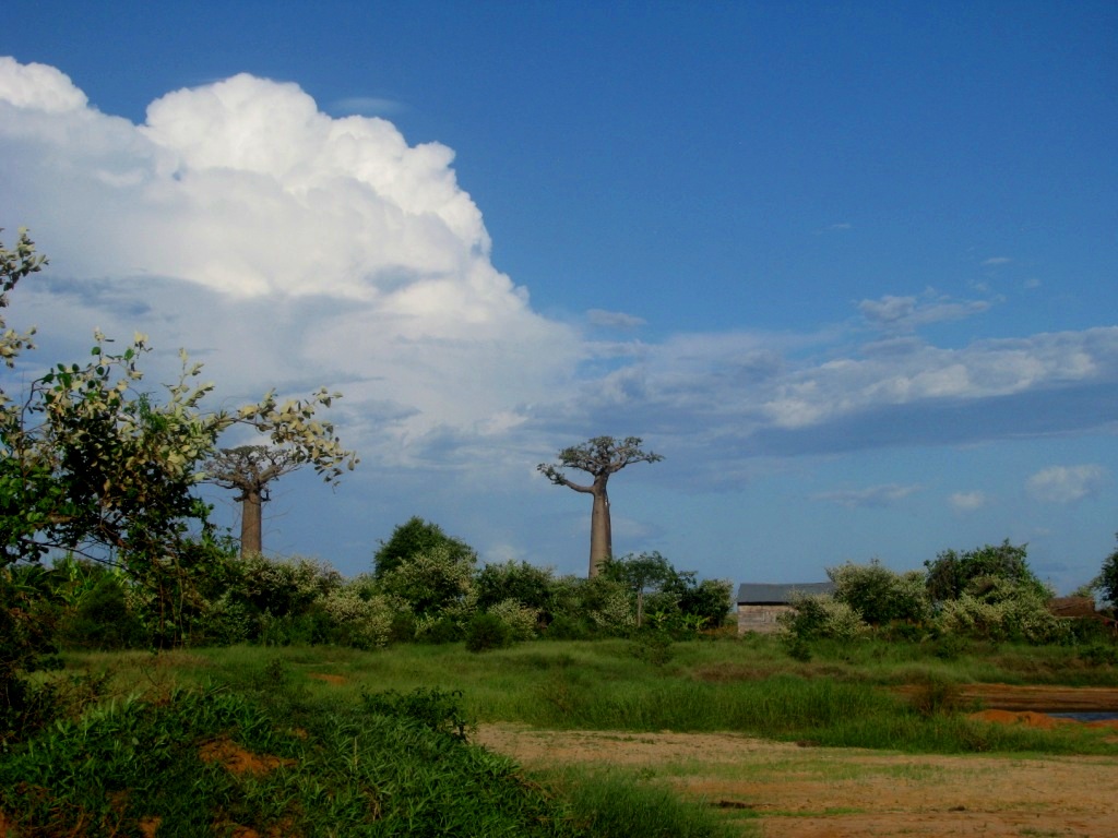 Avenue Of The Baobabs 15