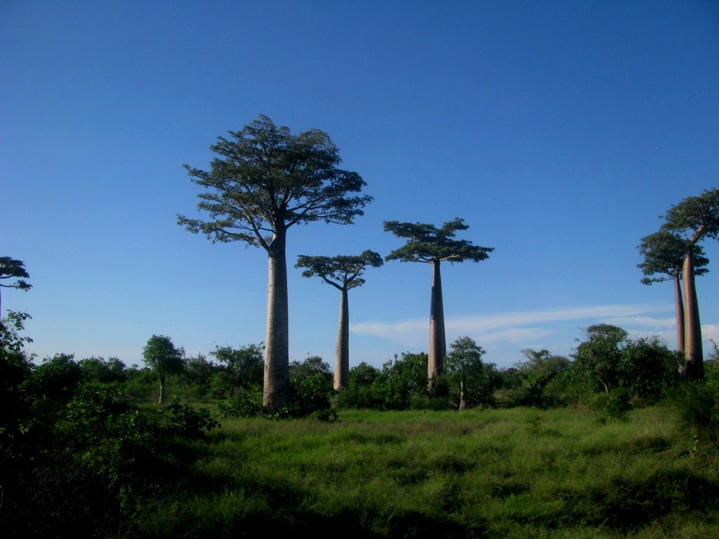Avenue Of The Baobabs 29
