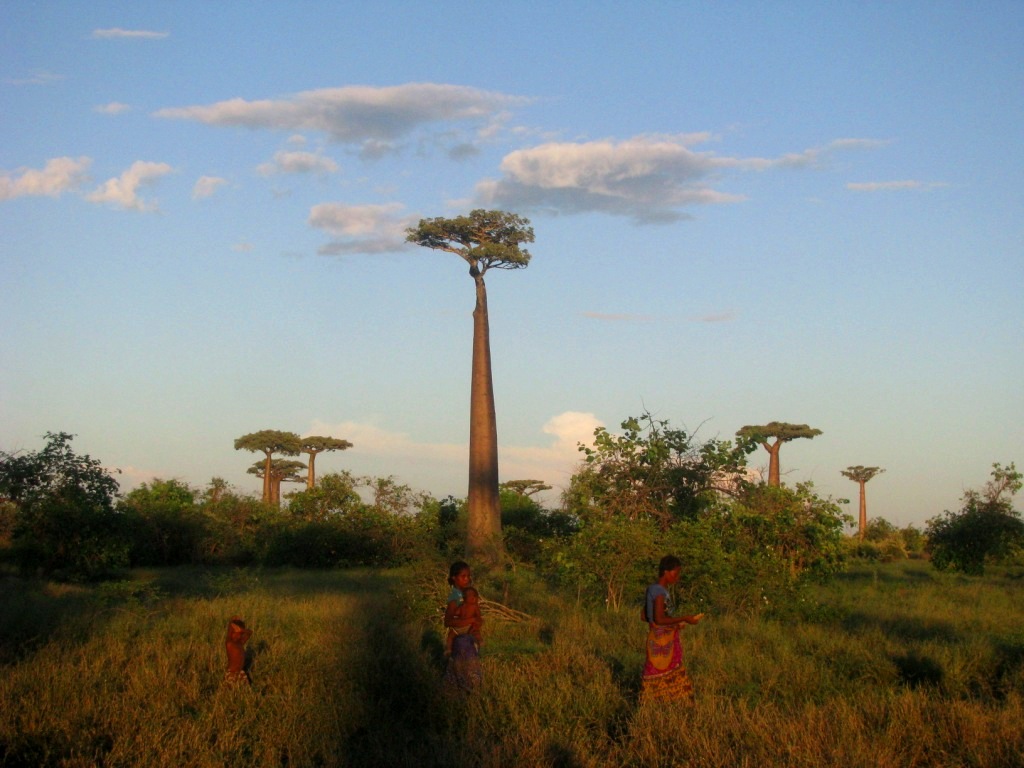 Avenue Of The Baobabs 40