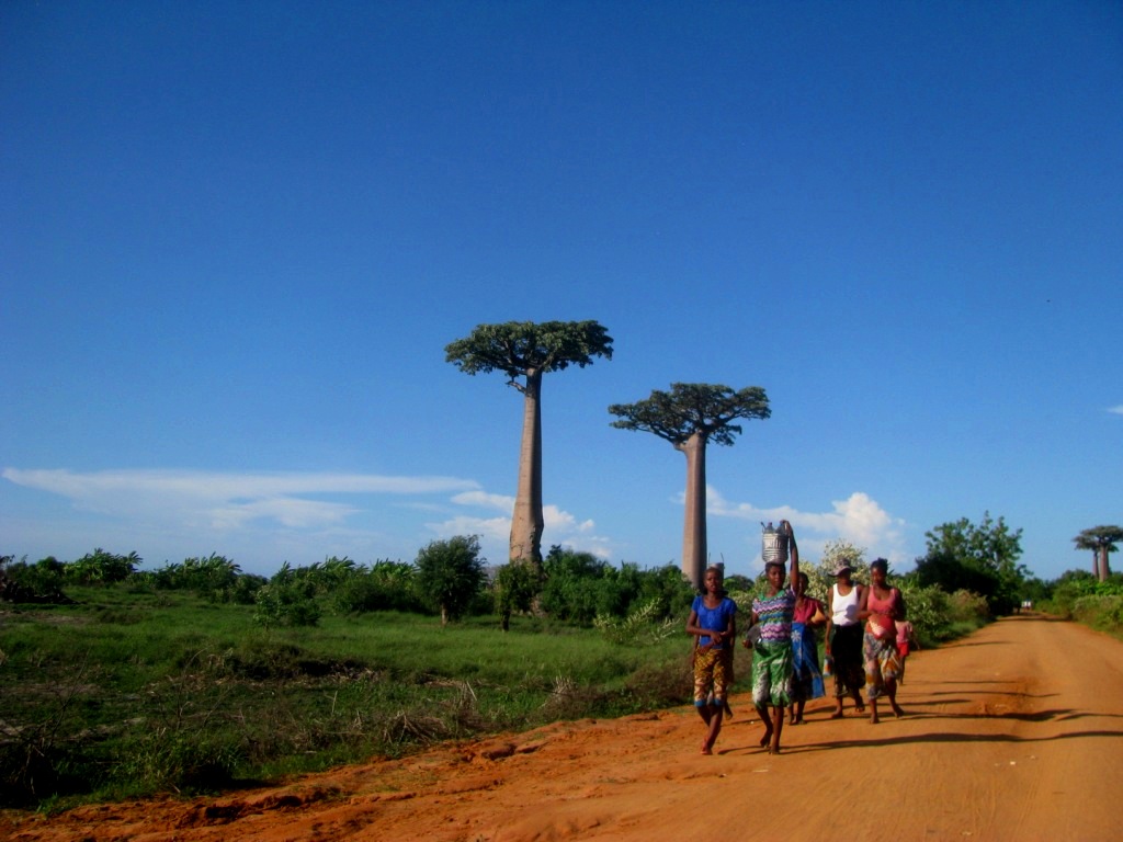 Avenue Of The Baobabs 19