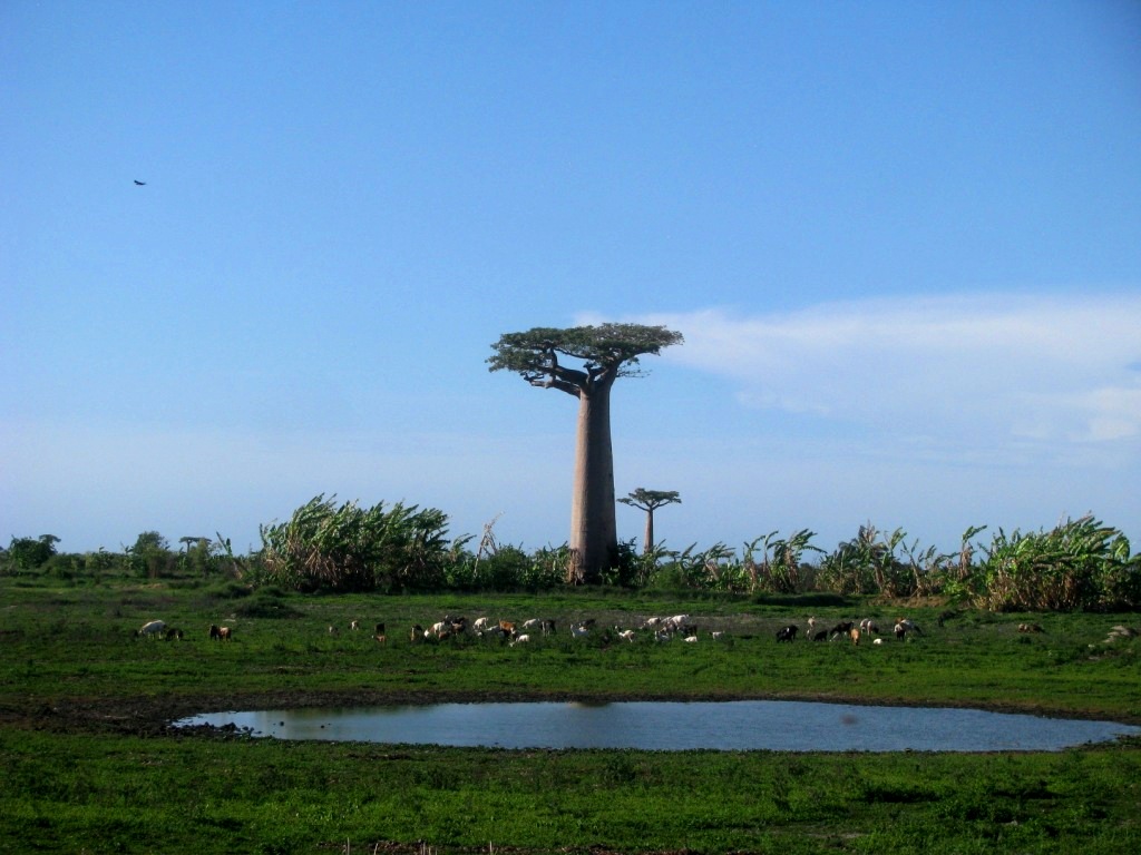 Avenue Of The Baobabs 18