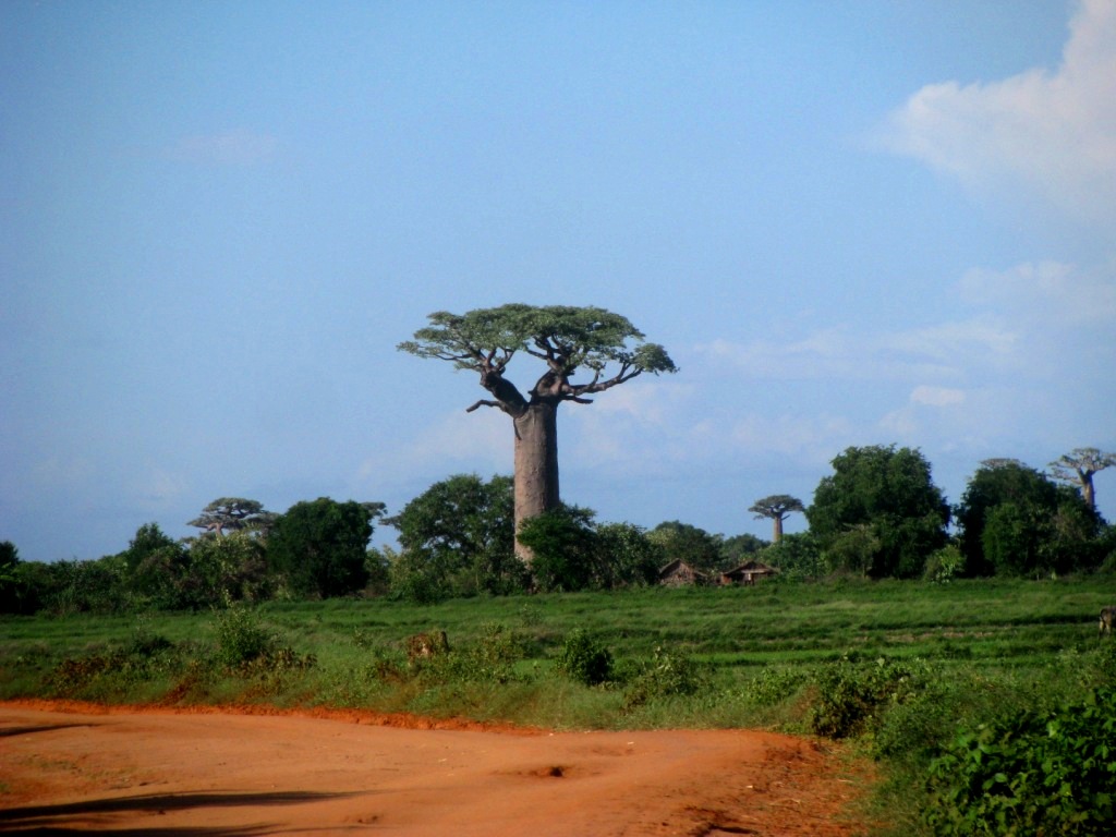 Avenue Of The Baobabs 08