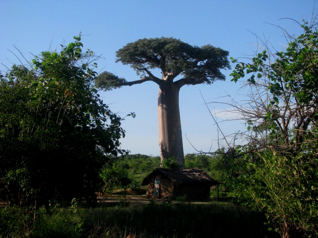 Avenue Of The Baobabs 28