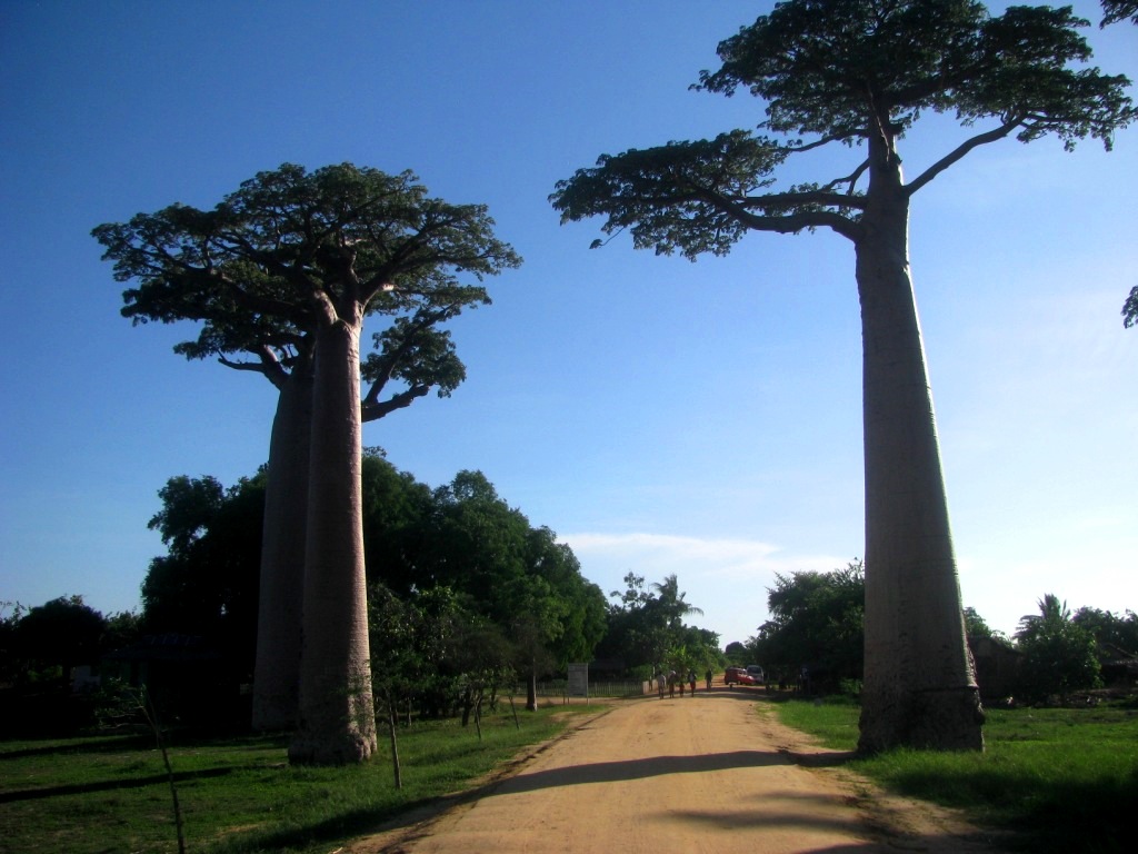 Avenue Of The Baobabs 27