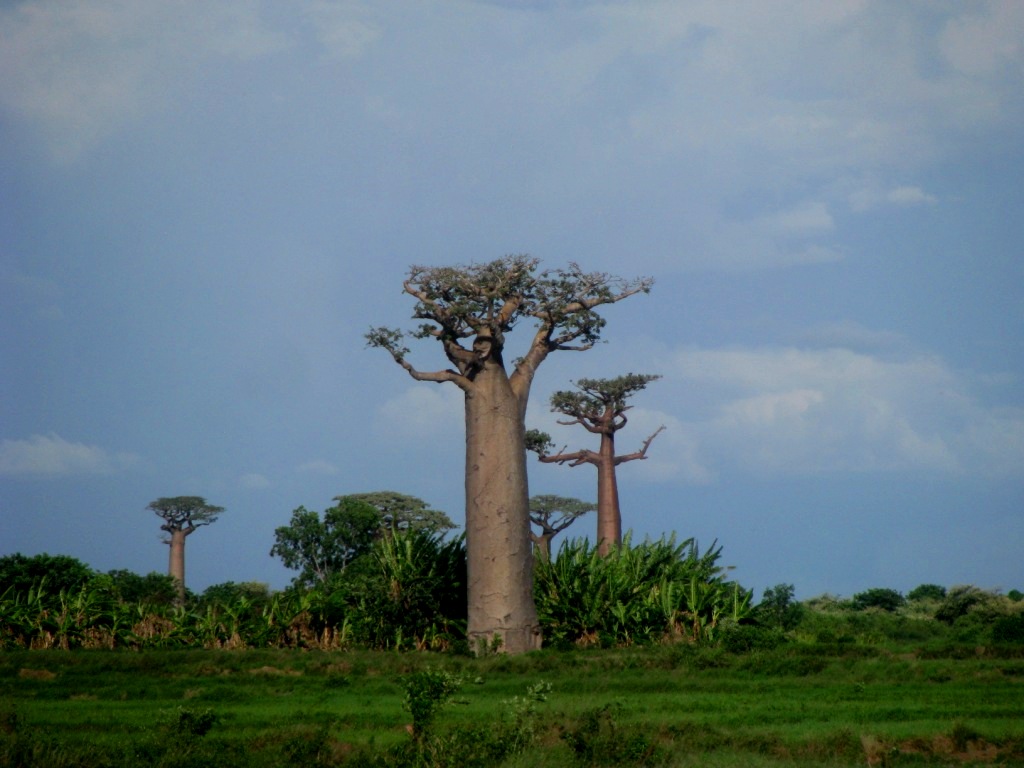Avenue Of The Baobabs 11