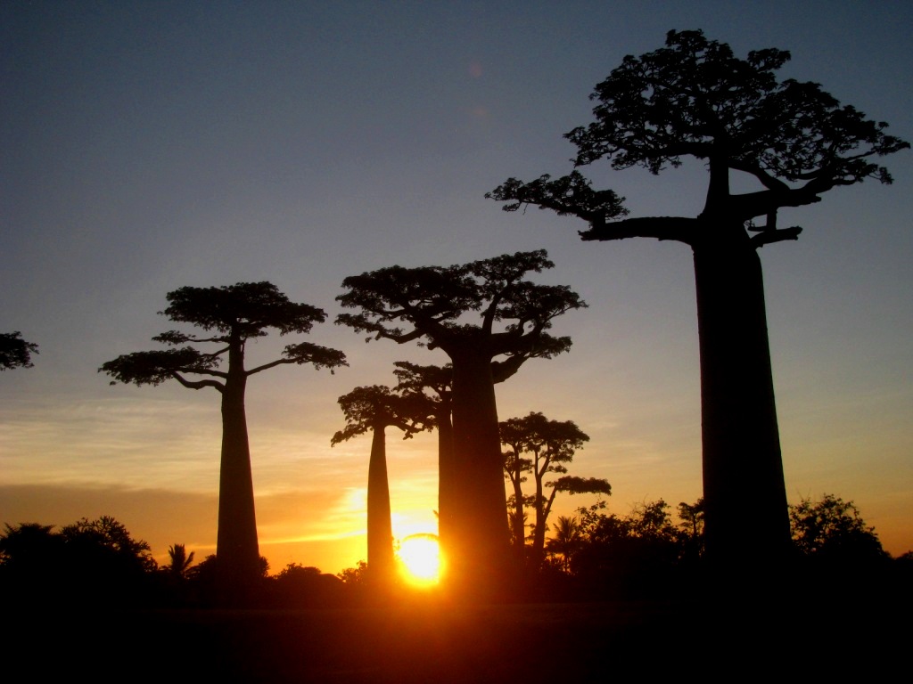Avenue Of The Baobabs 46