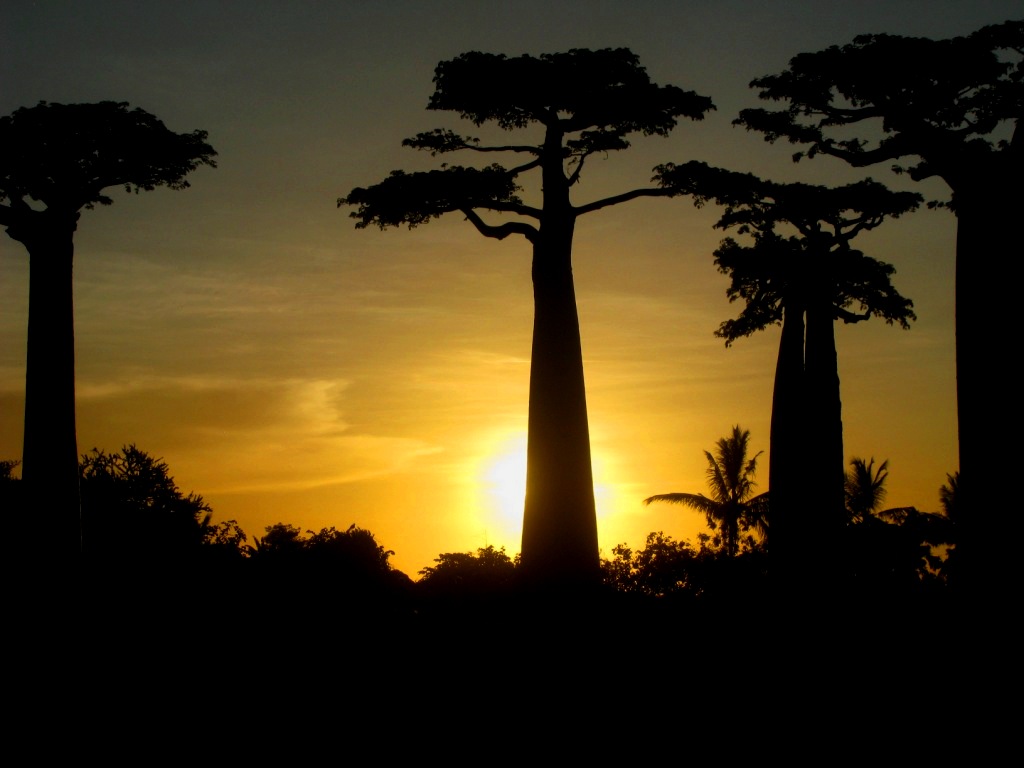 Avenue Of The Baobabs 43