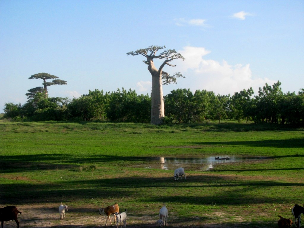 Avenue Of The Baobabs 37