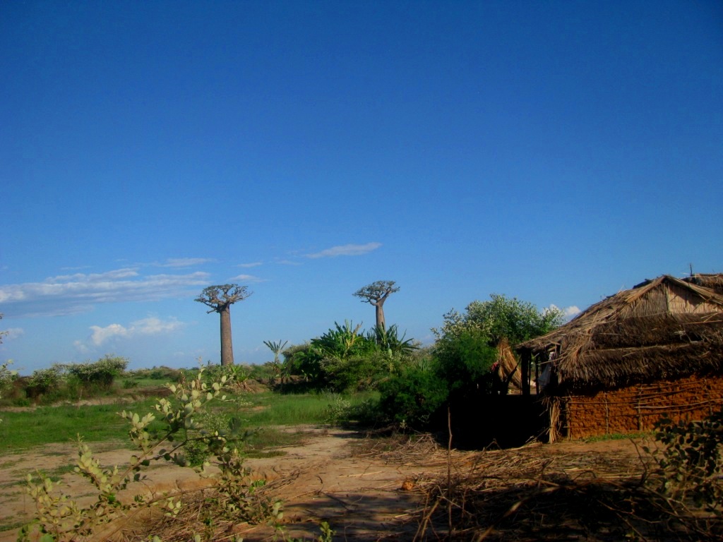 Avenue Of The Baobabs 16