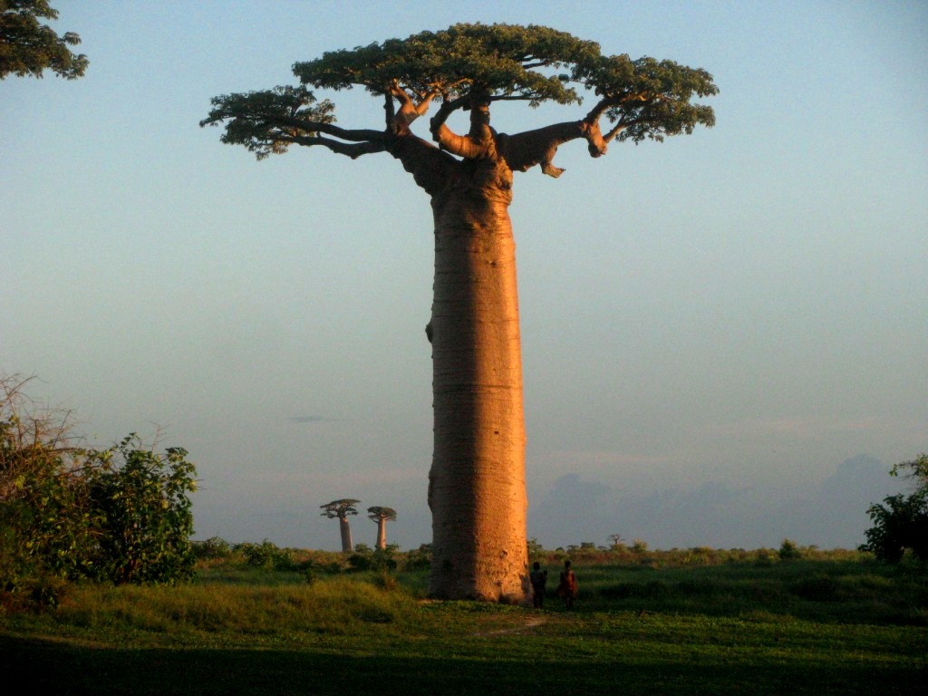 Avenue Of The Baobabs 41