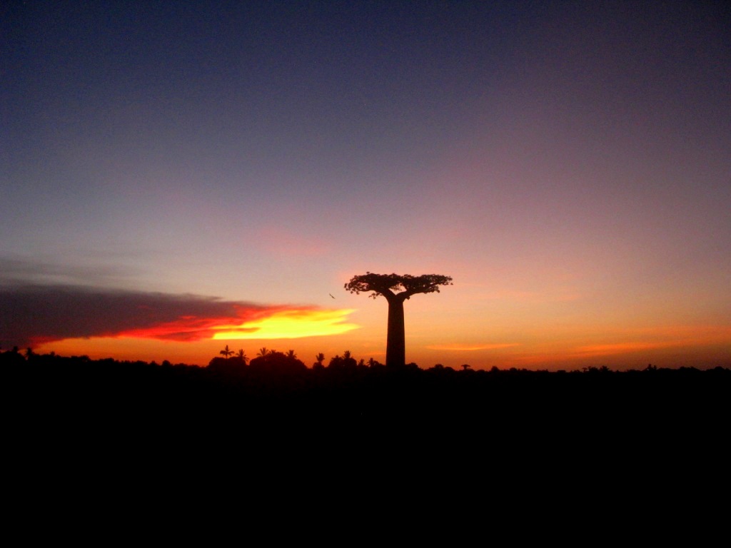 Avenue Of The Baobabs 50