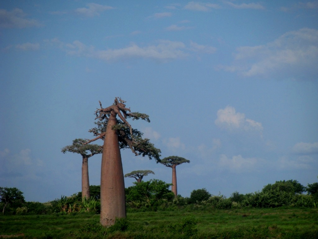 Avenue Of The Baobabs 06