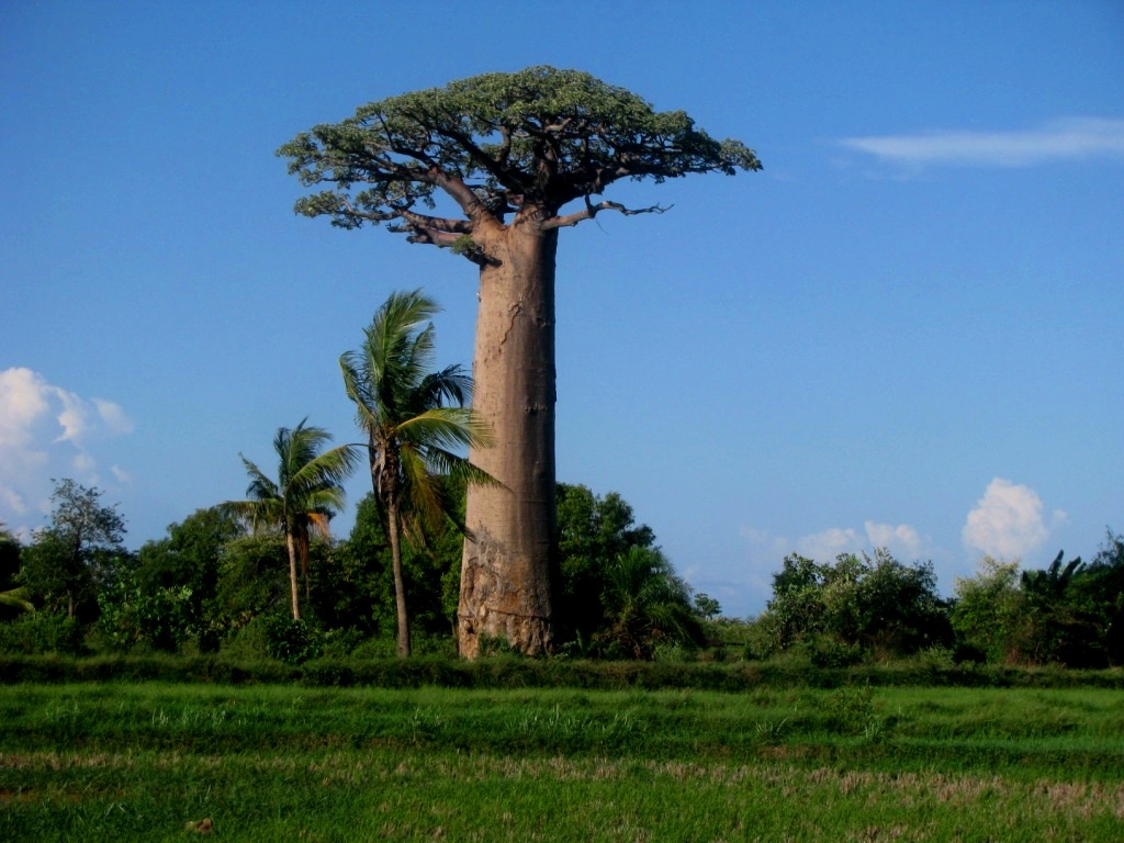 Avenue Of The Baobabs 13